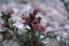 Penstemon barnebyi