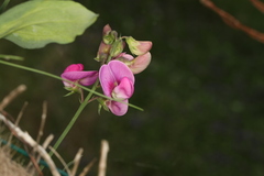 Lathyrus odoratus