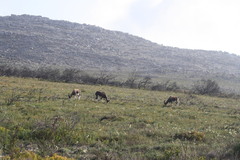 Damaliscus pygargus pygargus