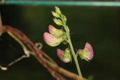 Lathyrus odoratus