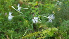 Dianthus superbus