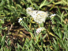 Tatochila