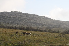 Damaliscus pygargus pygargus