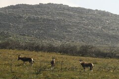 Damaliscus pygargus pygargus