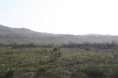 Damaliscus pygargus pygargus