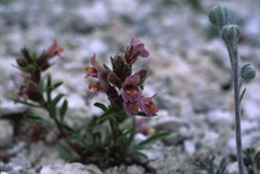 Penstemon barnebyi