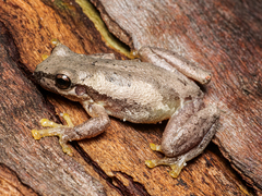 Litoria dentata