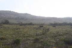 Damaliscus pygargus pygargus