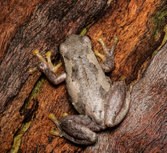 Litoria dentata