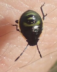 Chlorochroa persimilis