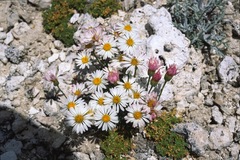 Erigeron concinnus concinnus