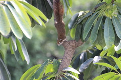Callosciurus finlaysonii
