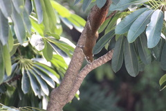 Callosciurus finlaysonii