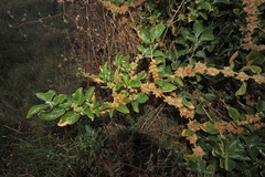Withania somnifera