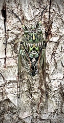 Amphipsalta
