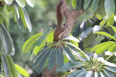 Callosciurus finlaysonii