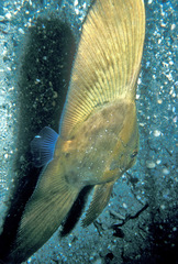 Platax orbicularis