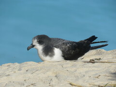 Pterodroma hypoleuca