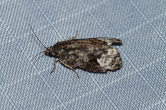 Apotomis capreana