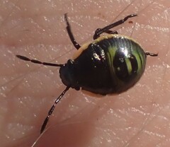 Chlorochroa persimilis