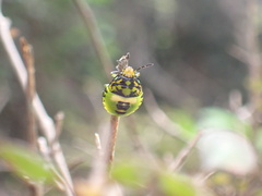 Glaucias amyoti