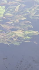 Potamogeton