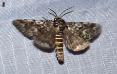 Panthea acronyctoides