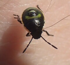 Chlorochroa persimilis