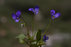 Viola modesta