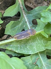 Oncometopia hamiltoni