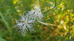 Dianthus superbus