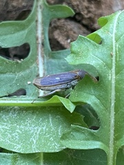 Oncometopia hamiltoni