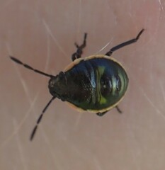 Chlorochroa persimilis