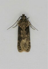 Chionodes mediofuscella