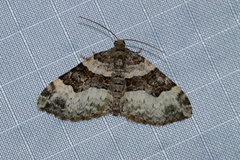 Xanthorhoe lacustrata