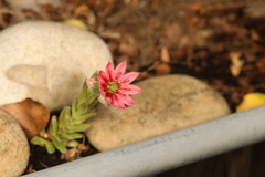 Sempervivum arachnoideum