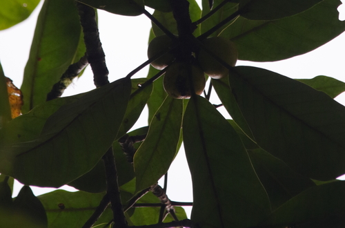 Ficus chlamydocarpa image