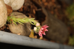 Sempervivum arachnoideum