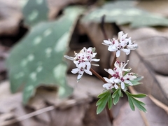 Erigenia bulbosa