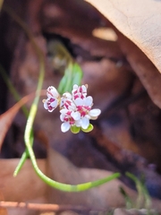 Erigenia bulbosa