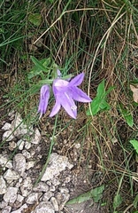 Campanula