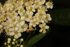 Spiraea japonica