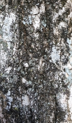 Frullania