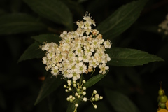 Spiraea japonica