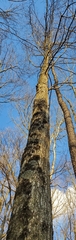Frullania
