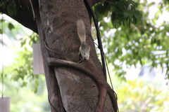 Callosciurus finlaysonii