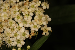 Spiraea japonica