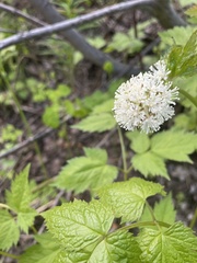 Actaea rubra