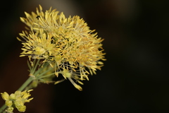 Thalictrum flavum glaucum