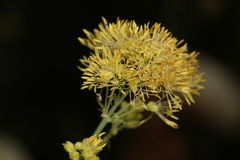 Thalictrum flavum glaucum